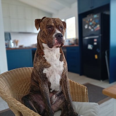 DJ (Dude Junior) - The ER Dog